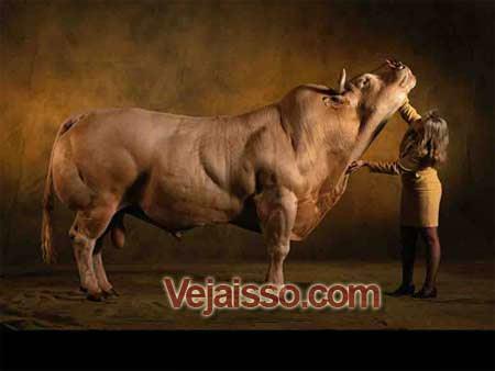 boi-mais-forte-do-mundo-bois-animais-touros-poderosos-gigantes-premio-musculos-bonitos