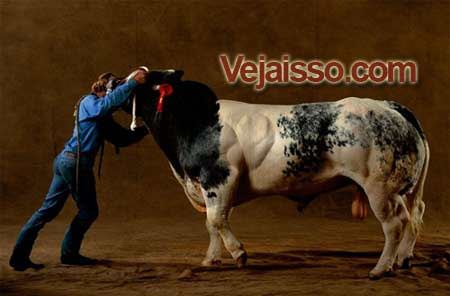 touros-defeito-genetico-vacas-mais-fortes-do-mundo-montar-leite-filhos-rodeio