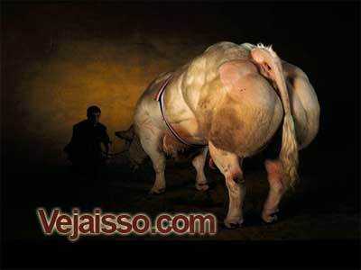 vacas-mais-fortes-do-mundo-geneticamente-modificadas-maiores-gigantes-premiadas