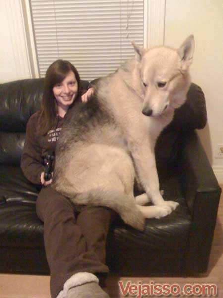 maior-cachorro-do-mundo-foto-grande